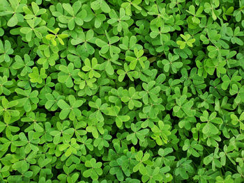 Full frame shot of green leaves