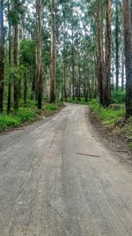 Road passing through forest