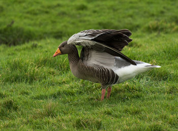 Greylag goose on field