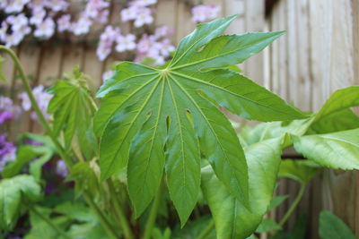 Close-up of fresh green fatsia japonica leaves in back yard