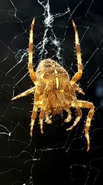 Close-up of spider on web