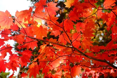 Low angle view of maple tree