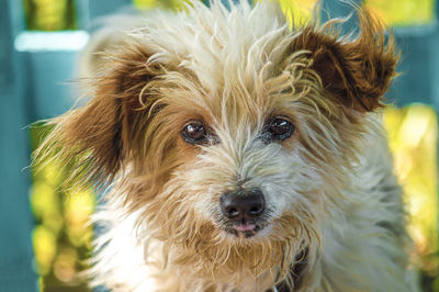 Close-up portrait of dog