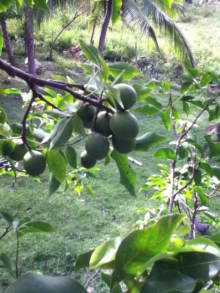 growth, green color, tree, leaf, plant, nature, beauty in nature, branch, fruit, tranquility, growing, freshness, green, day, outdoors, sunlight, lush foliage, no people, food and drink, agriculture