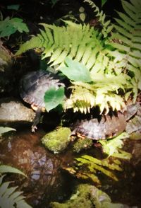 High angle view of leaves in water