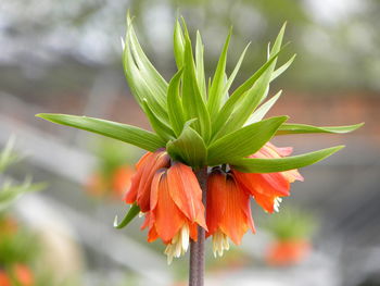 Close-up of orange flowering plant