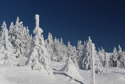 Conifers covered with snow in winter