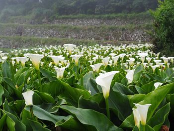 Close-up of flowers growing in field