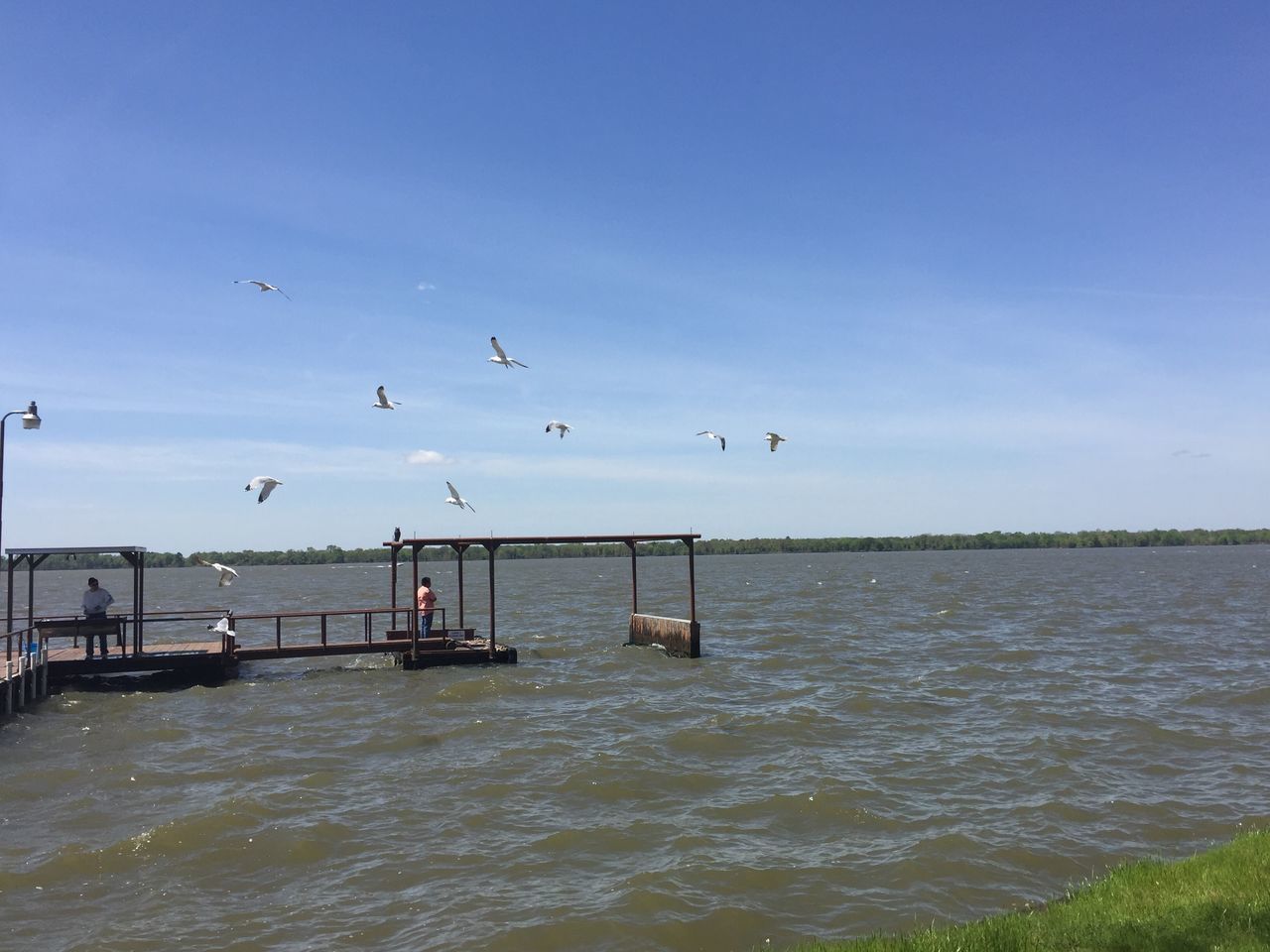 SEAGULLS FLYING OVER SEA