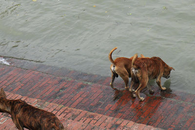 Dogs running in lake