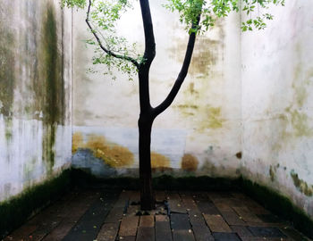 Tree growing amidst cobblestone street against wall