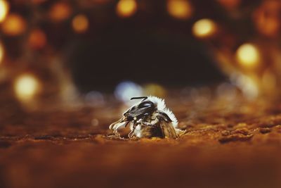 Close-up of spider on wood