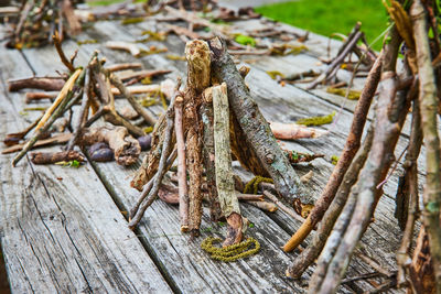 Close-up of frog on wood