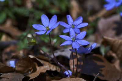 Close-up of purple flowering plant