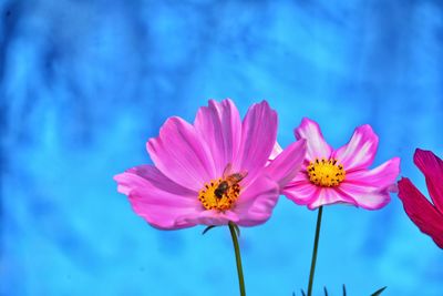 Close-up of pink pollinating flower