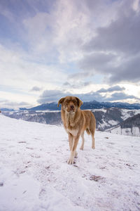 Portrait of dog on snow