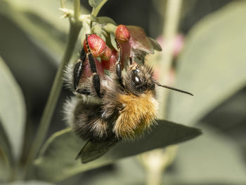 Close-up of bee pollinating on flower