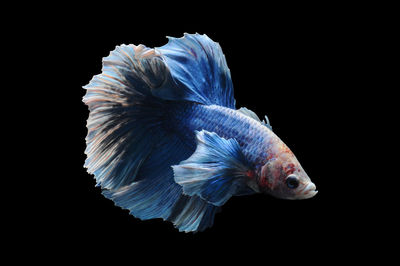 Close-up of fish against black background