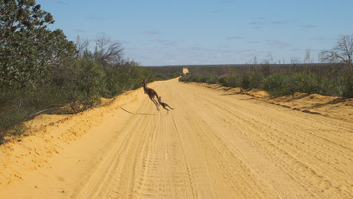 View of kangaroo family on dirt road against sky
