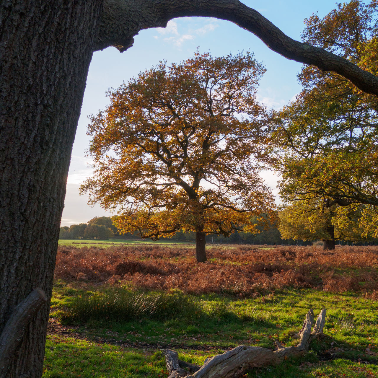 TREES ON FIELD AGAINST SKY