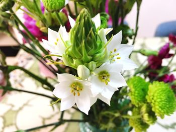 Close-up of fresh white flower