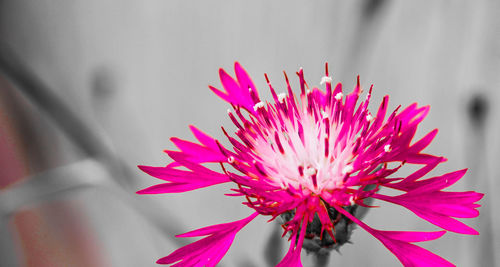 Close-up of pink flower against blurred background