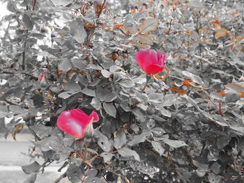 Close-up of pink flowers
