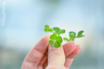 Close-up of cropped hand holding plant