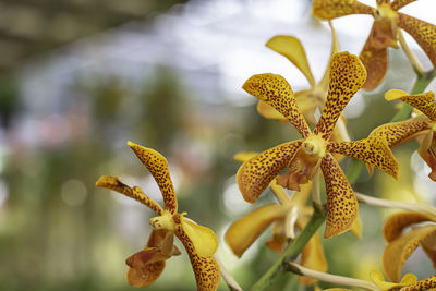 Close-up of yellow flowering plant