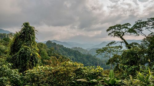 Plants and trees against sky vietnam dschungel 