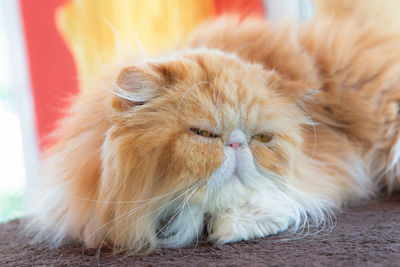 Close-up of a cat lying down