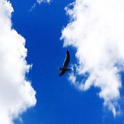 Low angle view of bird flying against blue sky