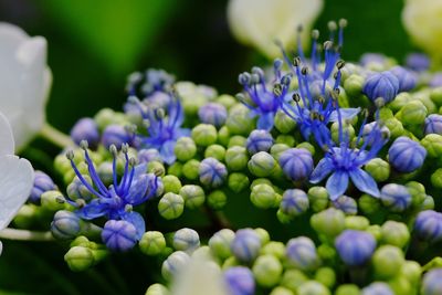 Close-up of purple flowers blooming outdoors