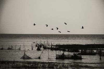 Birds flying over sea against clear sky