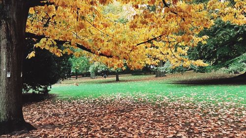 Trees in park