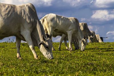 Zebu nellore cow in the pasture area of a beef cattle farm in brazil