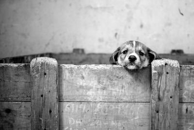 Close-up of dog peeking from fence