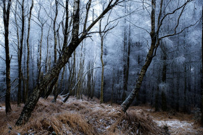 Close-up of bare trees in forest