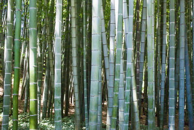 Trees growing in forest