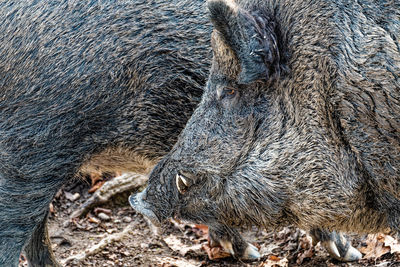 Close-up of wild boar