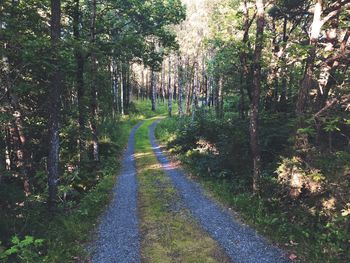 Road amidst trees in forest