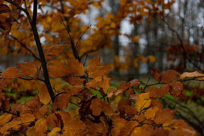 Close-up of maple leaves on tree