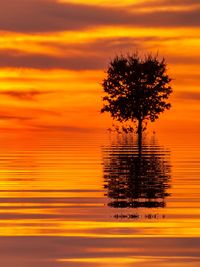 Silhouette tree against orange sky