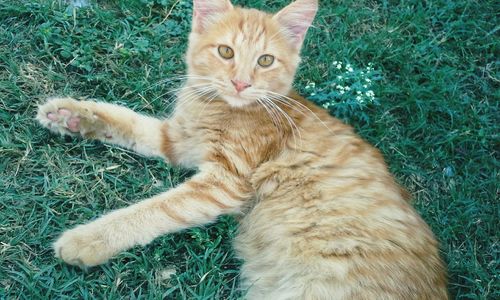 Portrait of cat lying on grass