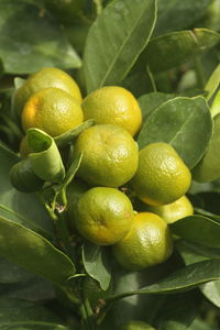 Close-up of fruits on tree