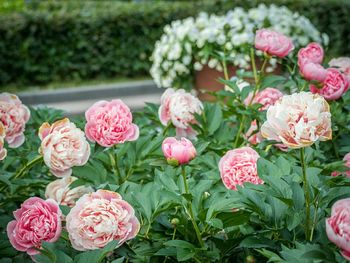 Close-up of pink rose blooming outdoors