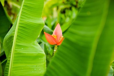 Close-up of orange flower blooming outdoors