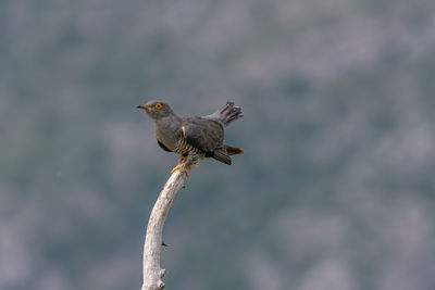 Close-up of bird perching on branch