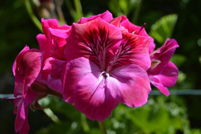 Close-up of pink flowering plants