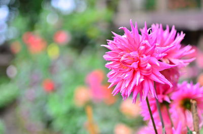 Close-up of pink flowering plant